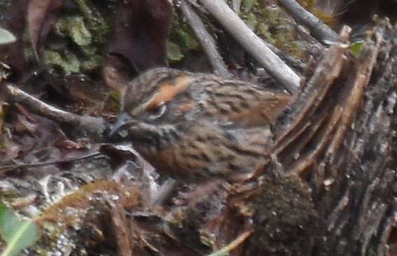 Rufous-breasted Accentor - ML642002109