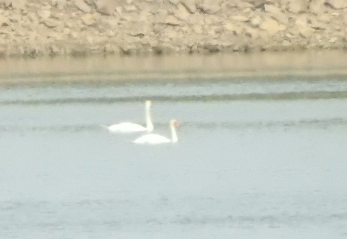 Mute Swan - ML642002110