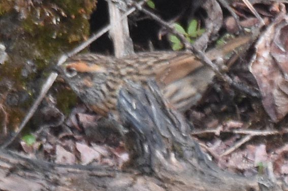 Rufous-breasted Accentor - ML642002112