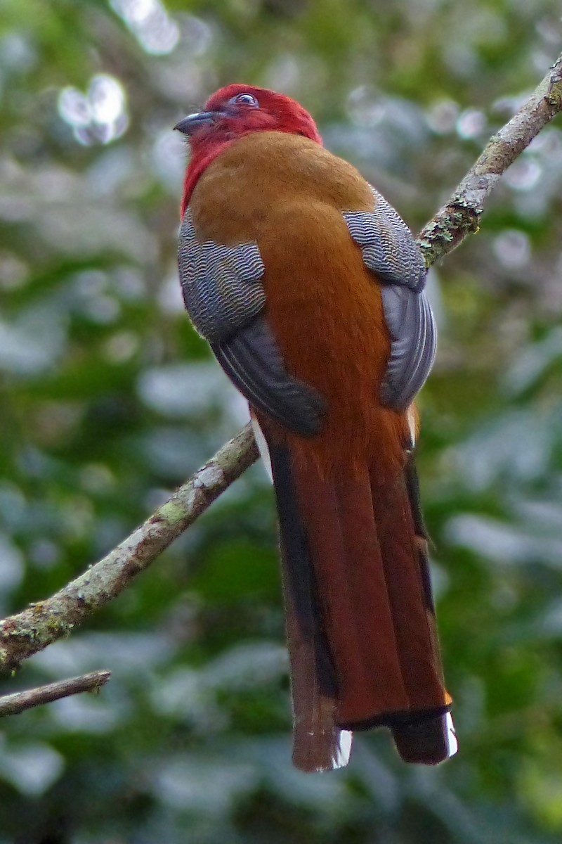 Rotkopftrogon - ML642002113