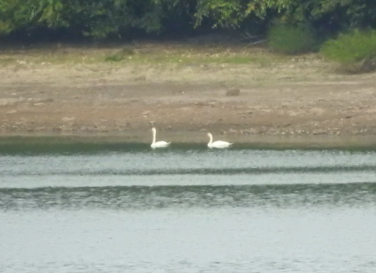 Mute Swan - ML642002114