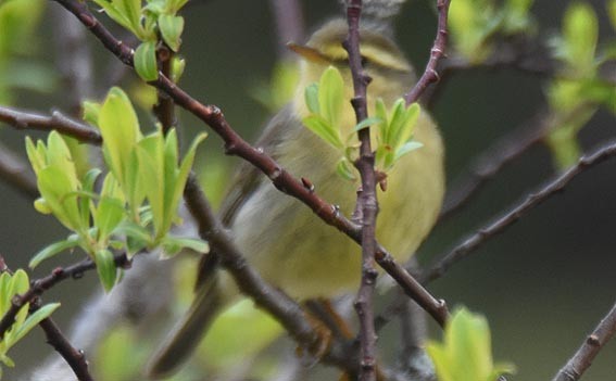 Tickell's Leaf Warbler - ML642002115