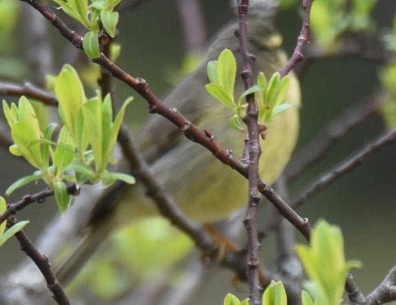 Tickell's Leaf Warbler - ML642002123