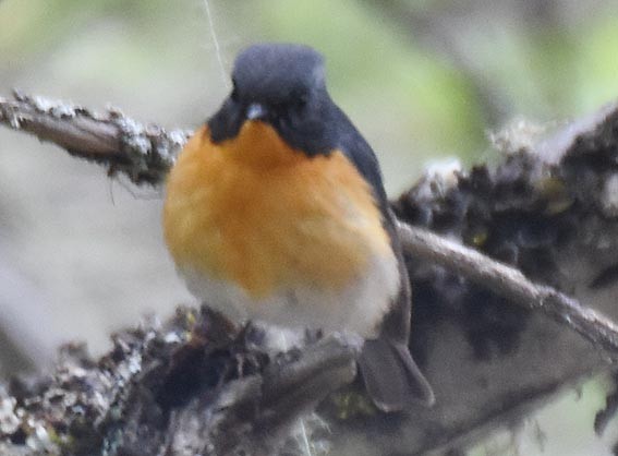 Slaty-backed Flycatcher - ML642002130