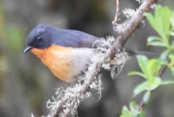 Slaty-backed Flycatcher - ML642002134