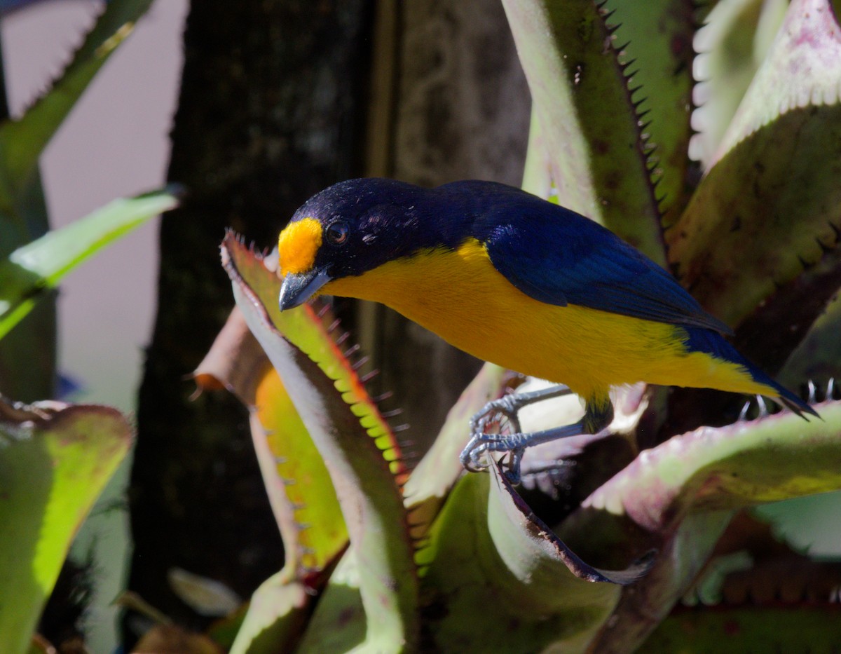 Violaceous Euphonia - ML642002138