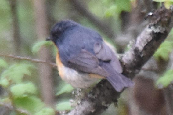 Slaty-backed Flycatcher - ML642002140