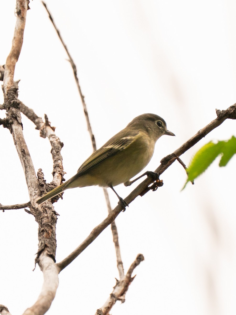 Cassin's Vireo - ML642002146