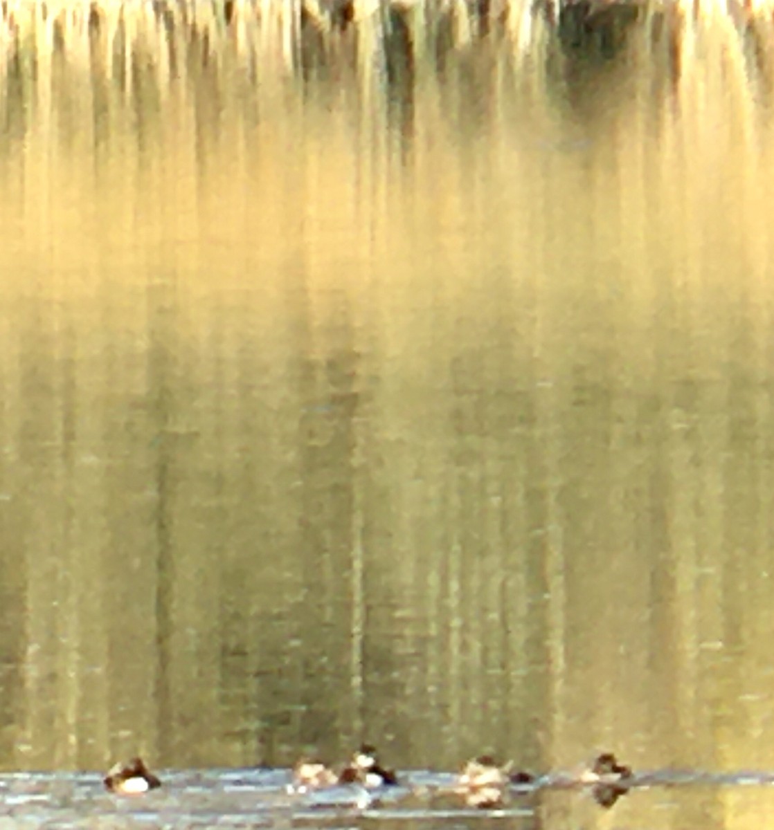 Ruddy Duck - ML642002149