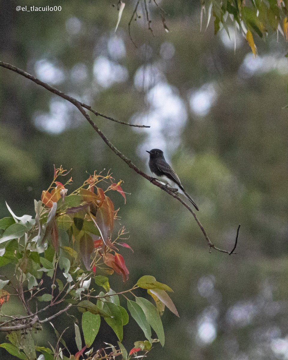 Black Phoebe - ML642002166
