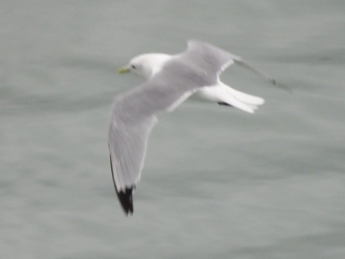 Black-legged Kittiwake - ML642002186