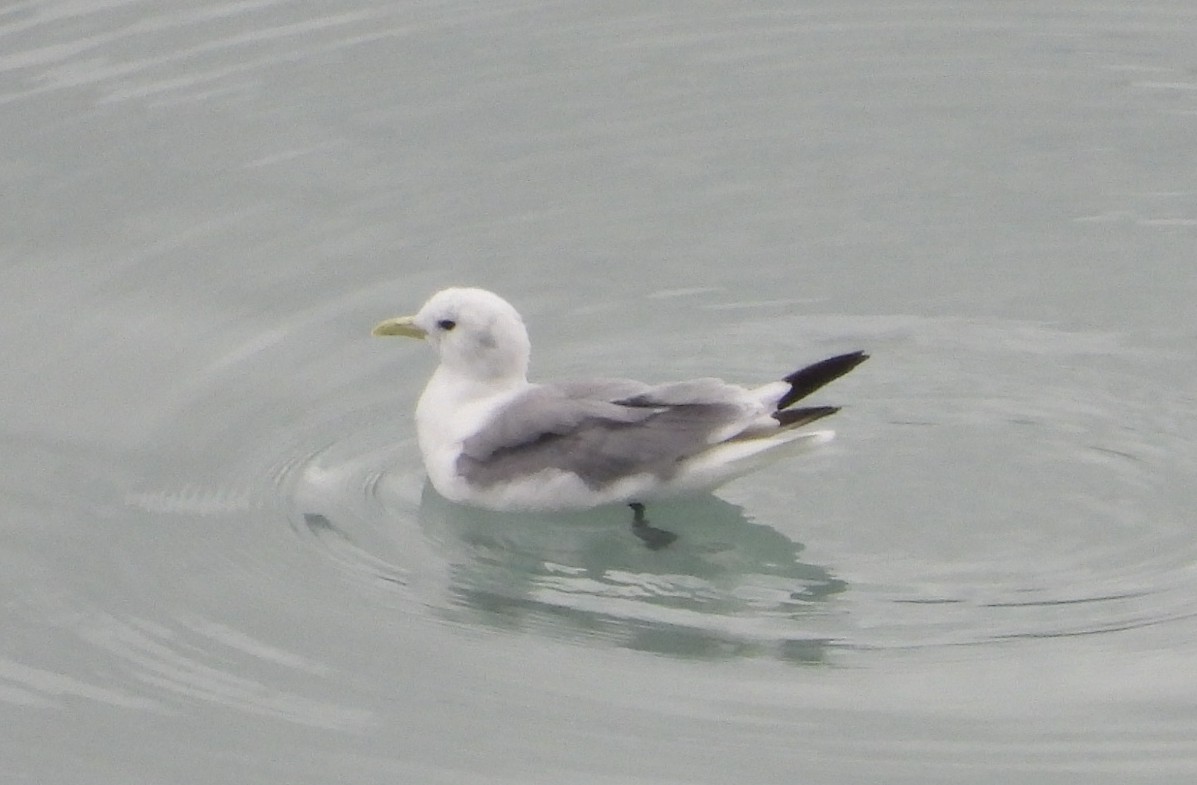 Black-legged Kittiwake - ML642002187