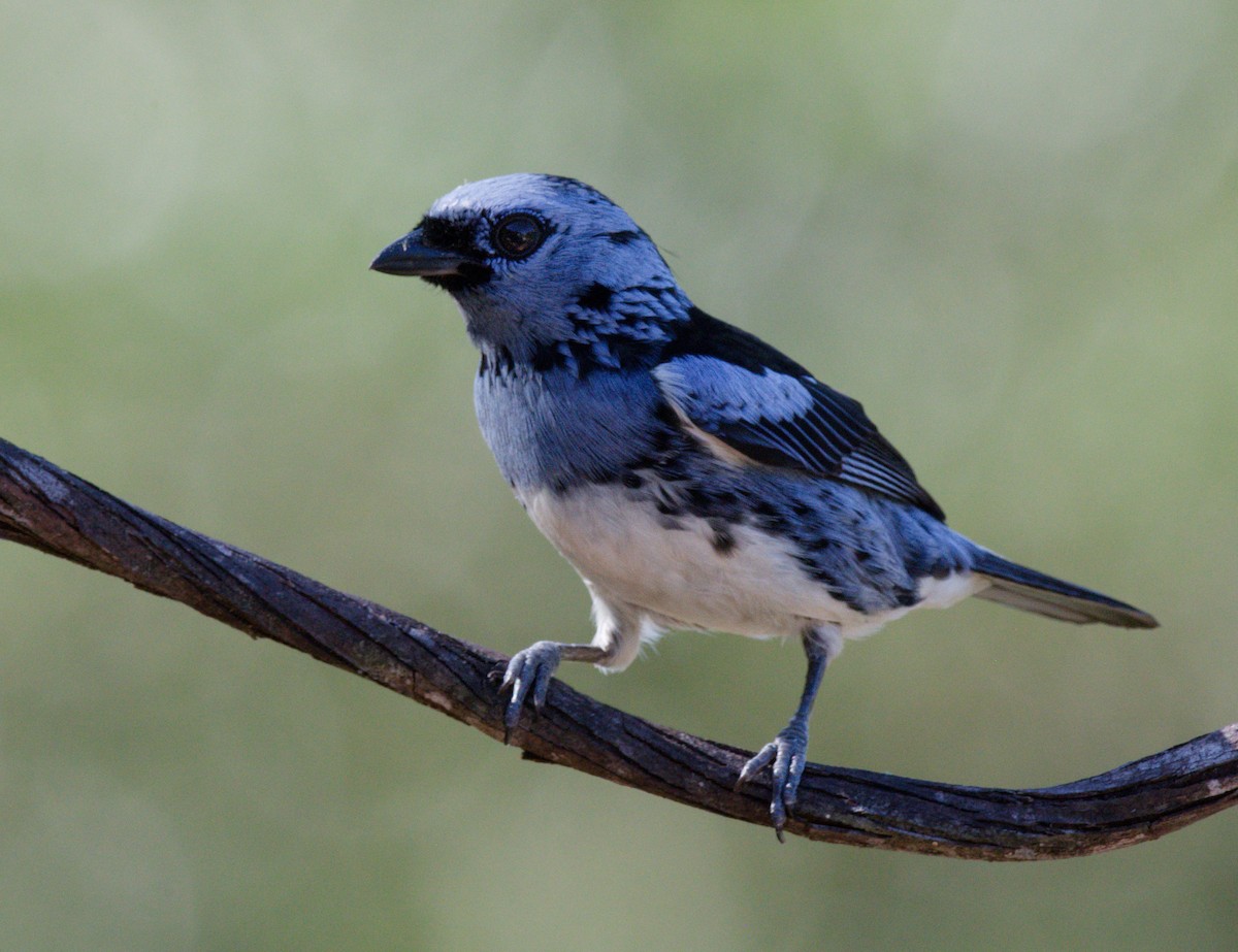 White-bellied Tanager - ML642002194