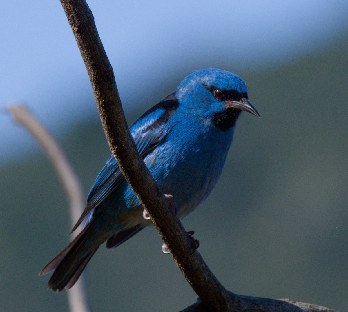 Blue Dacnis - ML642002209
