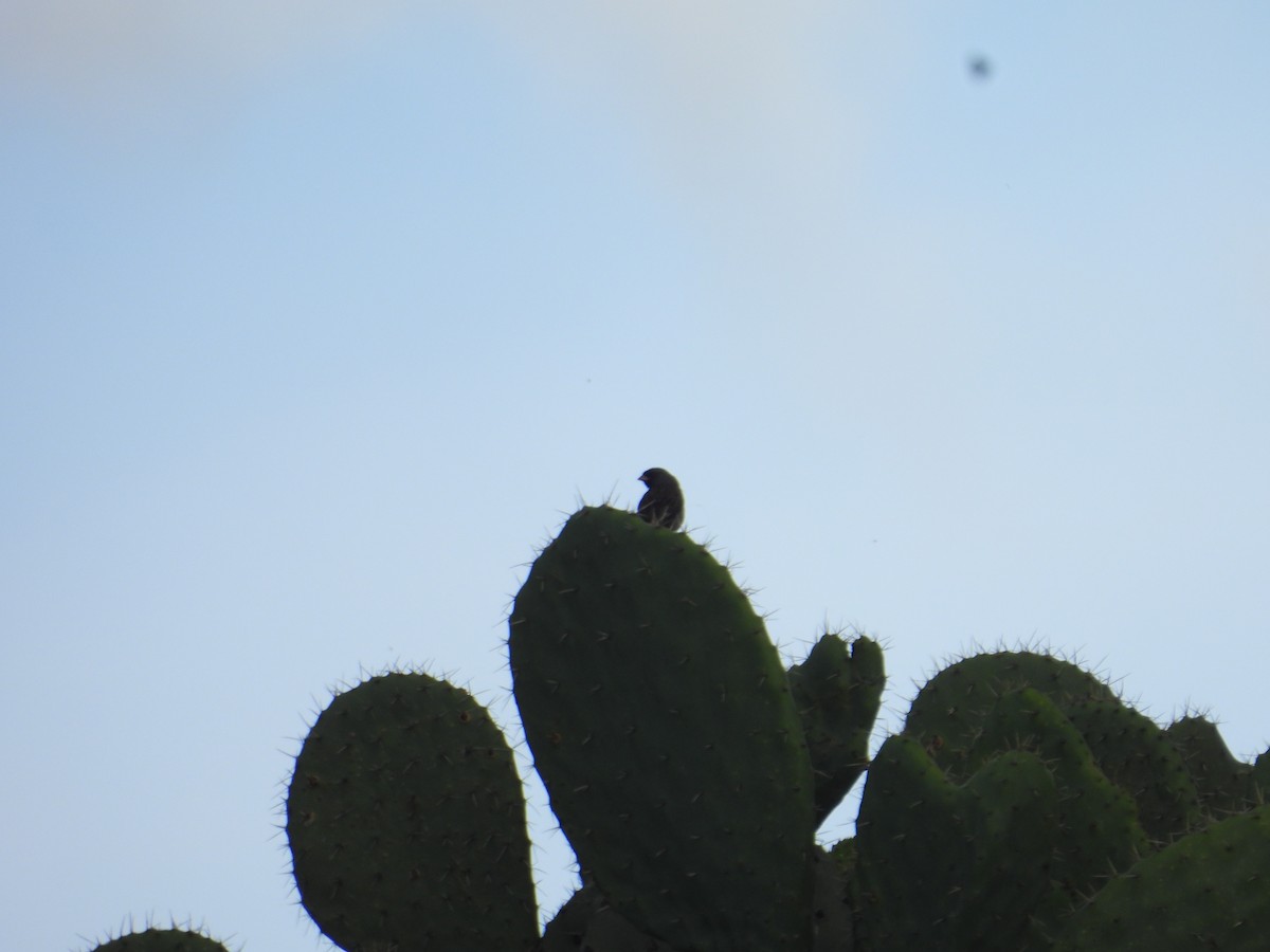Black-chinned Sparrow - ML642002217