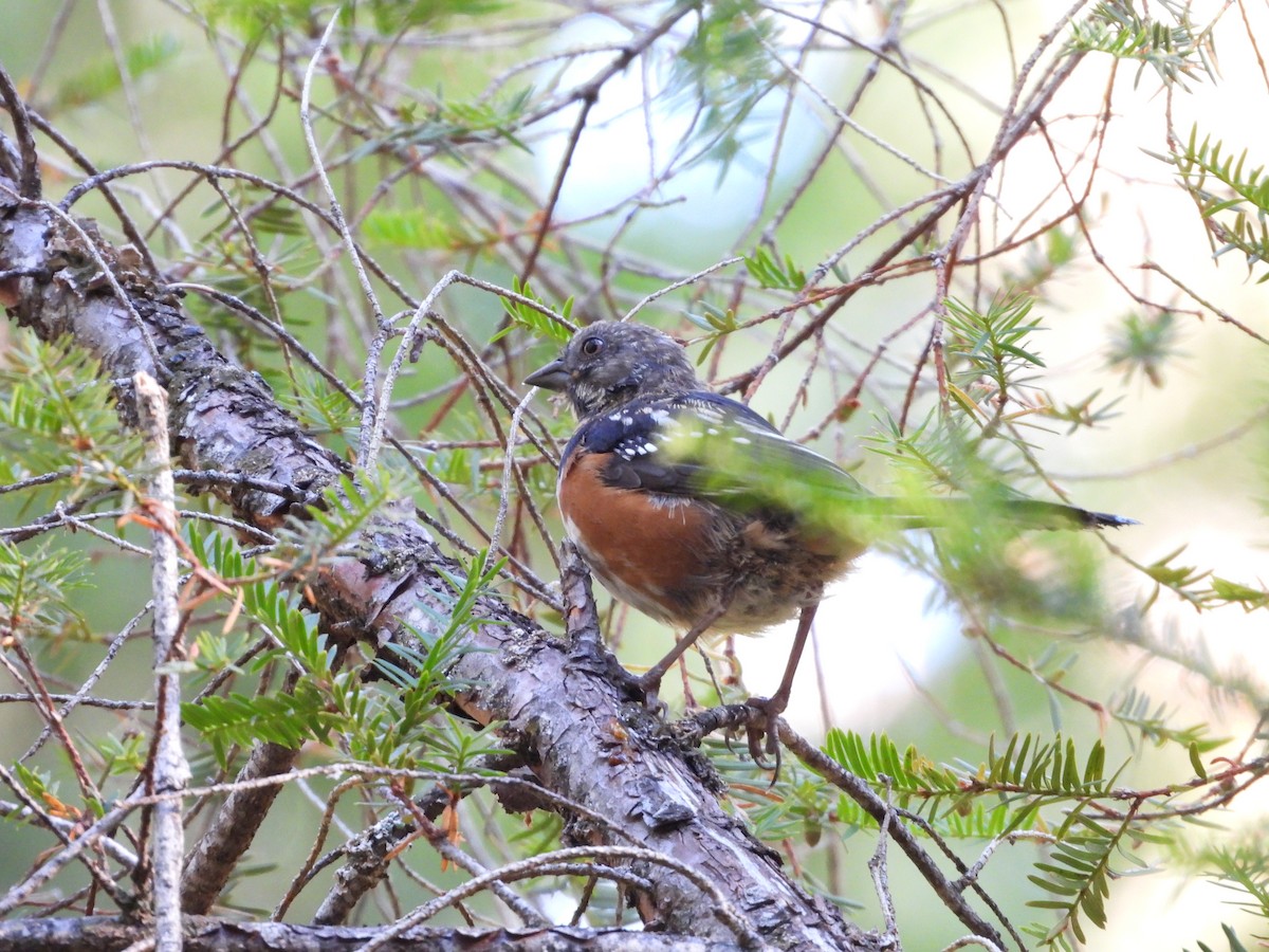 Spotted Towhee - ML642002218