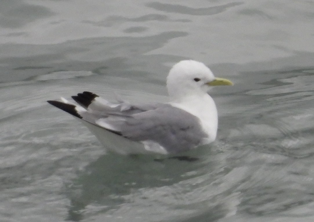 Black-legged Kittiwake - ML642002229