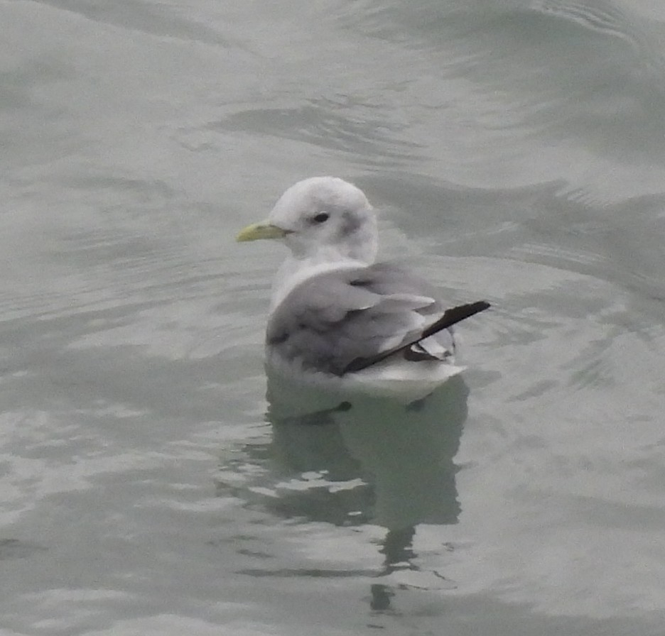 Black-legged Kittiwake - ML642002230