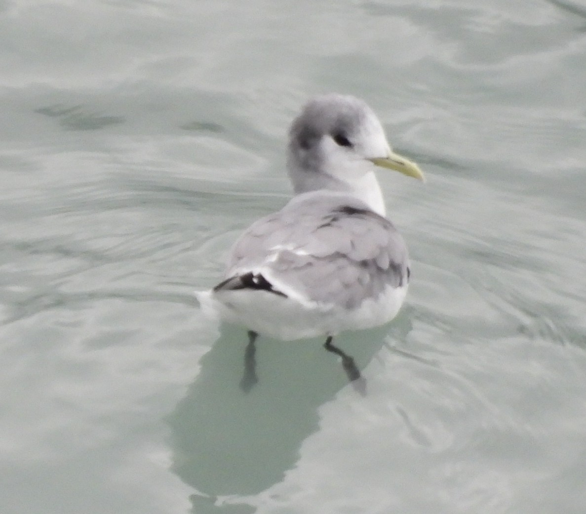 Black-legged Kittiwake - ML642002231