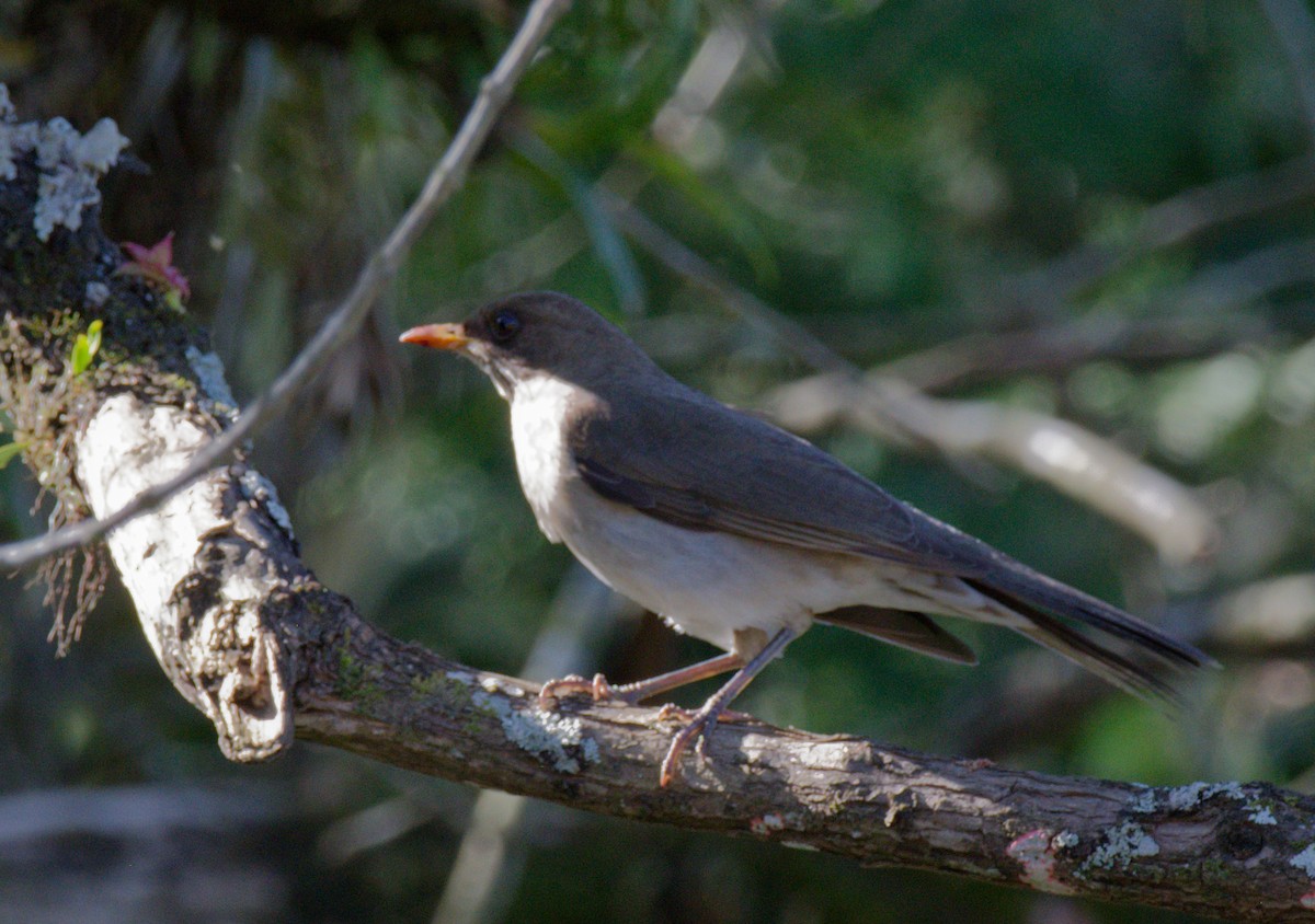 Creamy-bellied Thrush - ML642002233