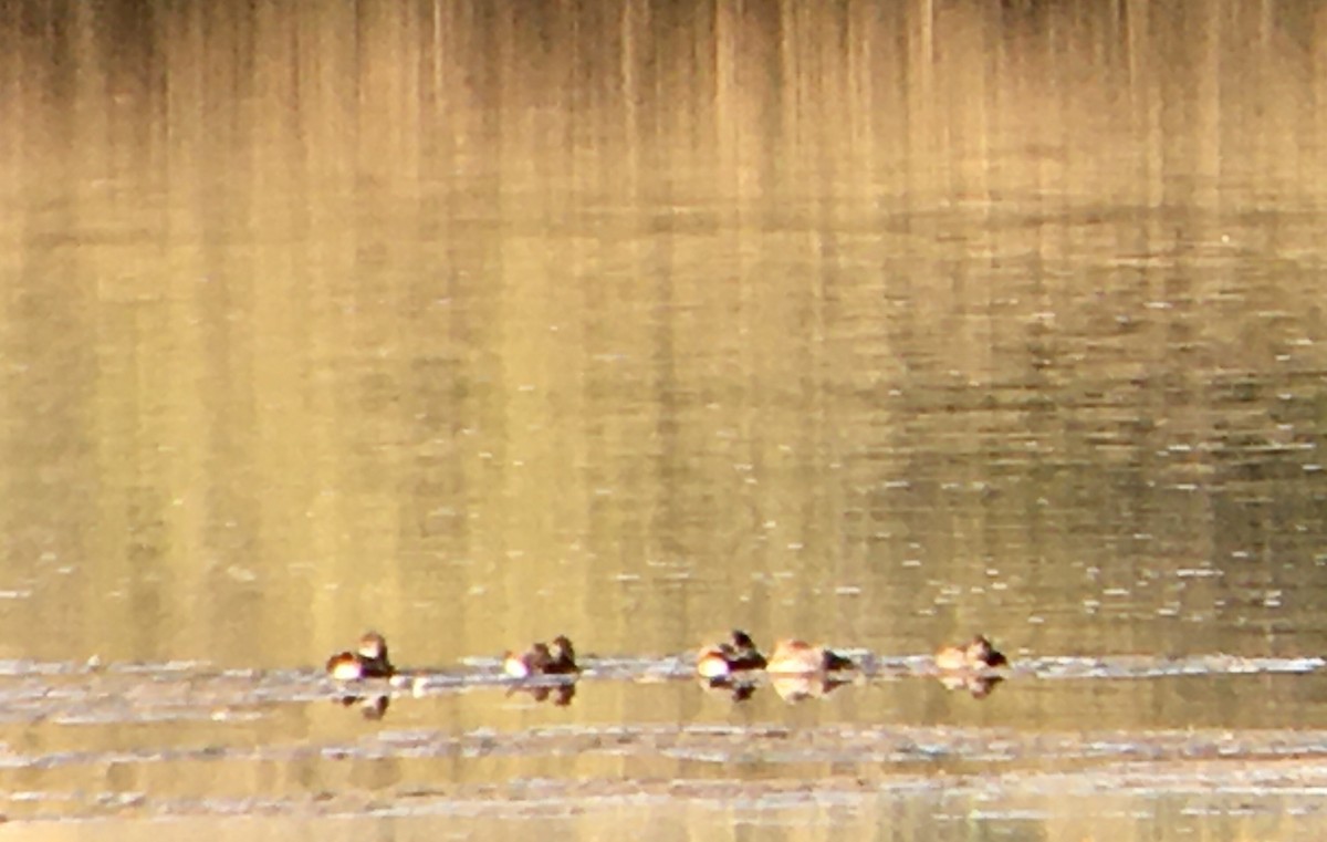 Ruddy Duck - ML642002234