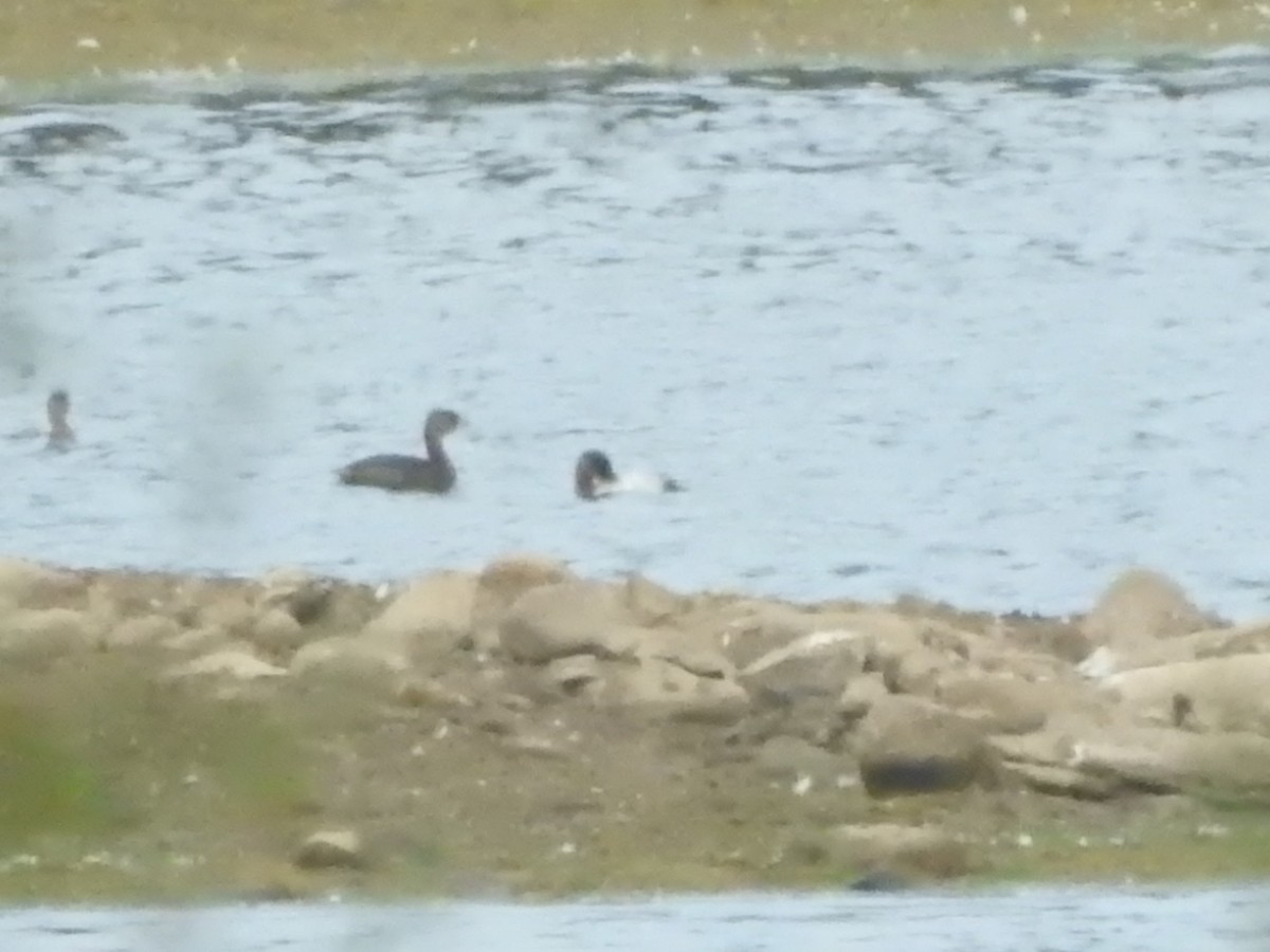 Anatidae sp. - ML642002241