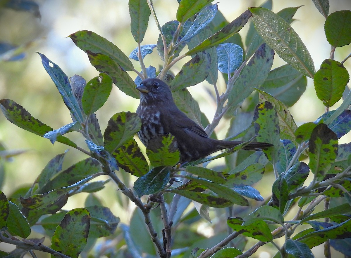 Fox Sparrow (Sooty) - ML642002250