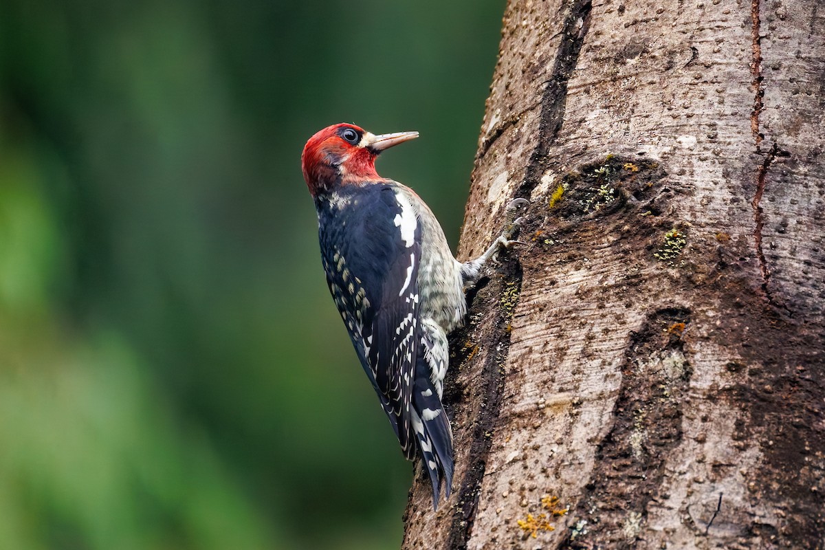 Red-breasted Sapsucker (ruber) - ML642002260
