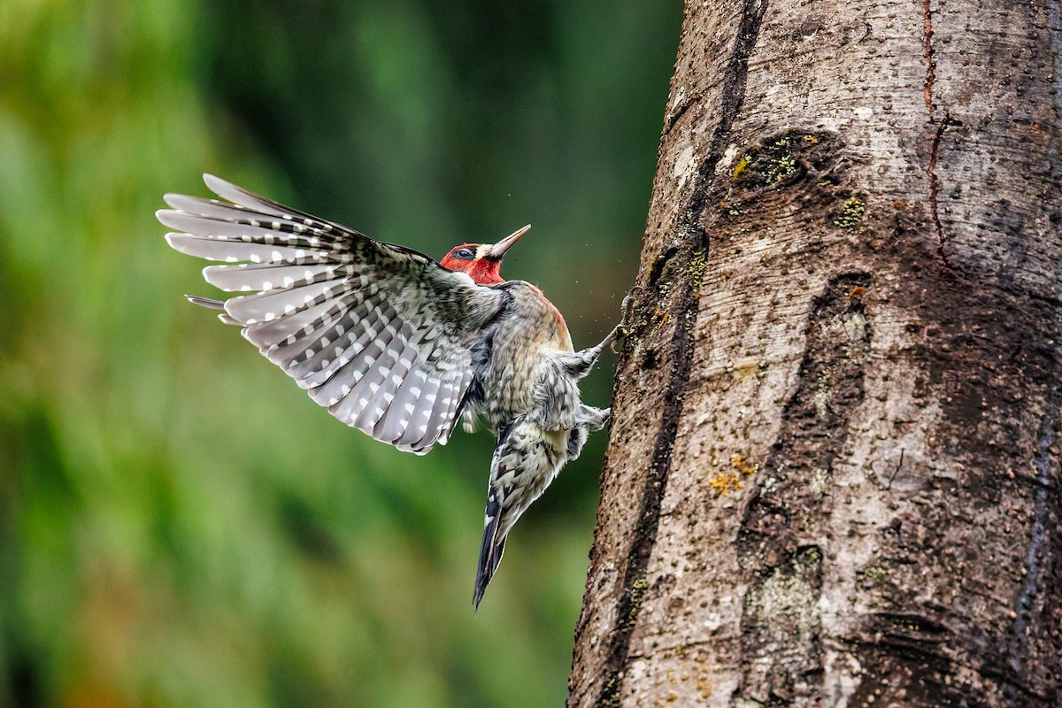 Red-breasted Sapsucker (ruber) - ML642002261