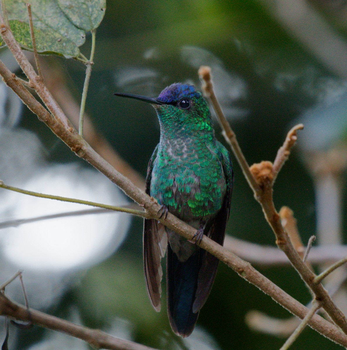Violet-capped Woodnymph - ML642002267