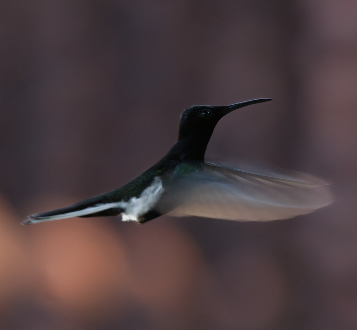 Black Jacobin - ML642002277