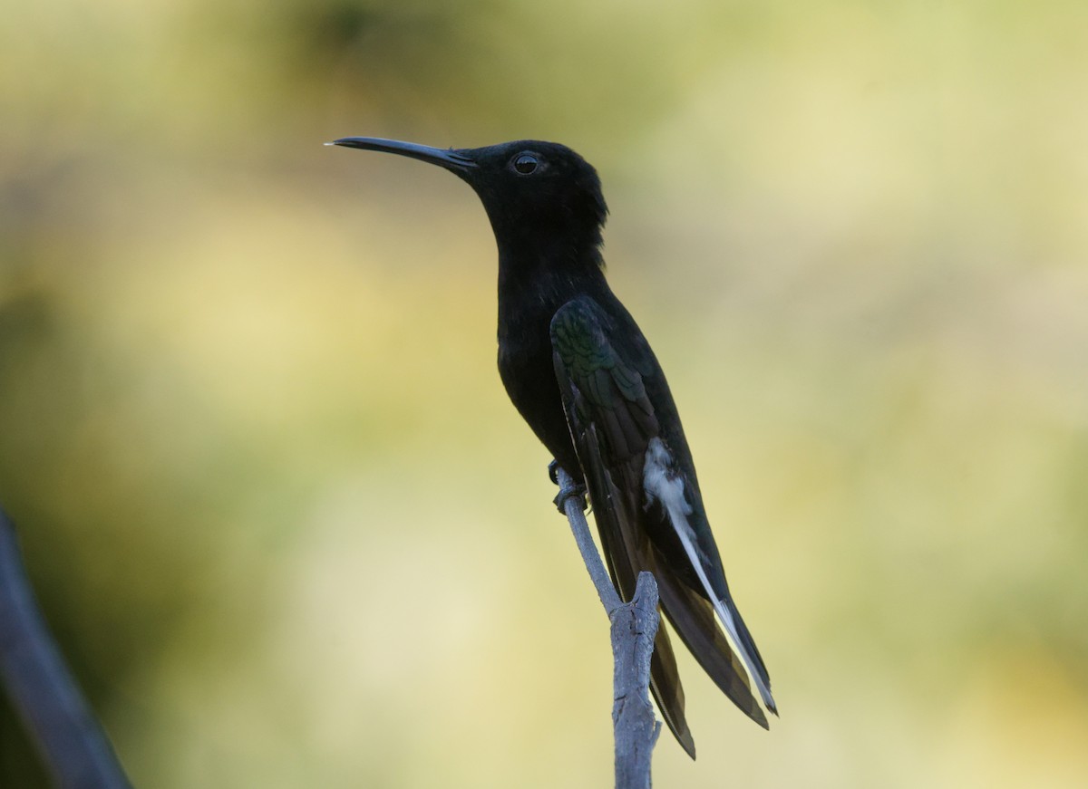 Black Jacobin - ML642002278