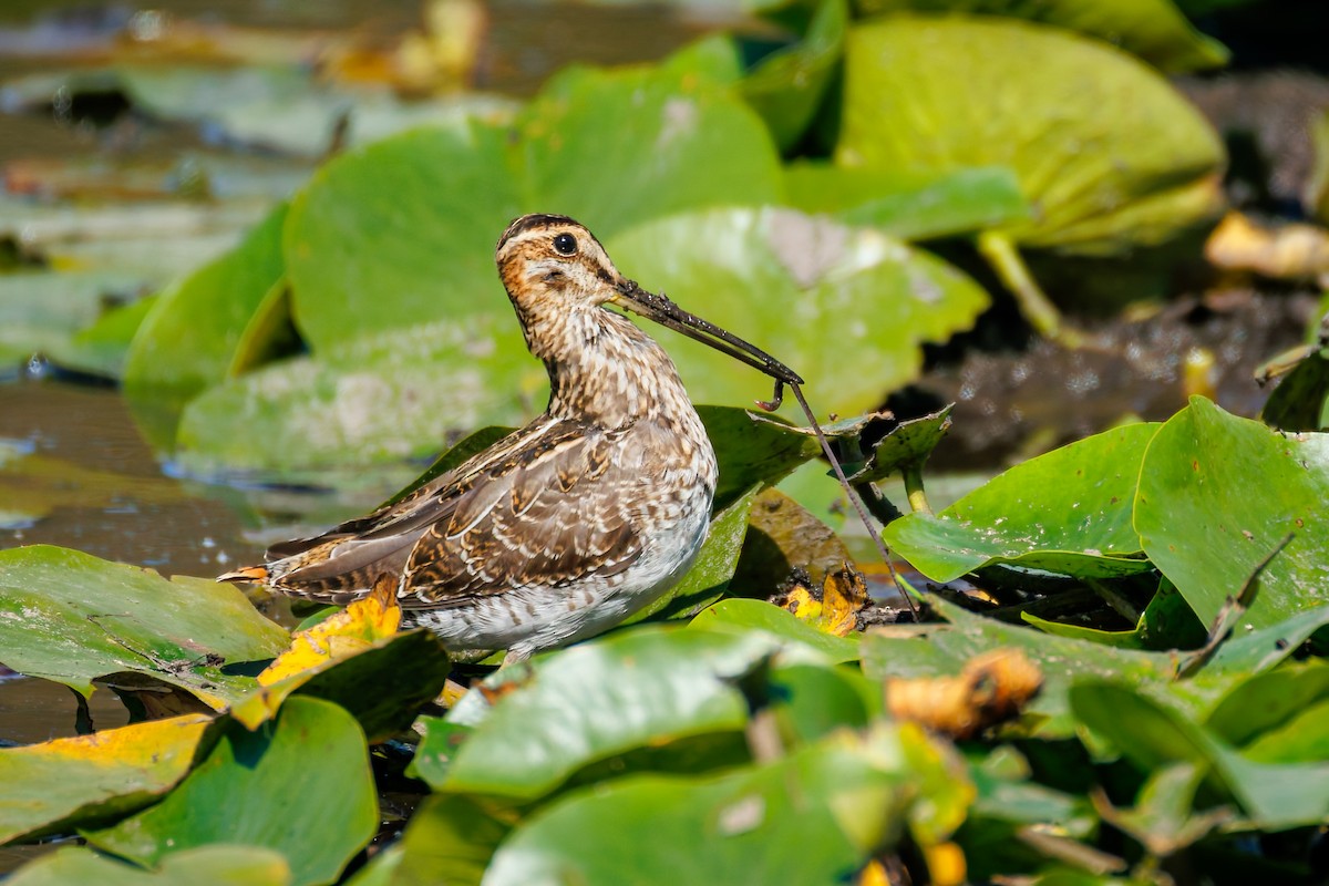 Wilson's Snipe - ML642002280