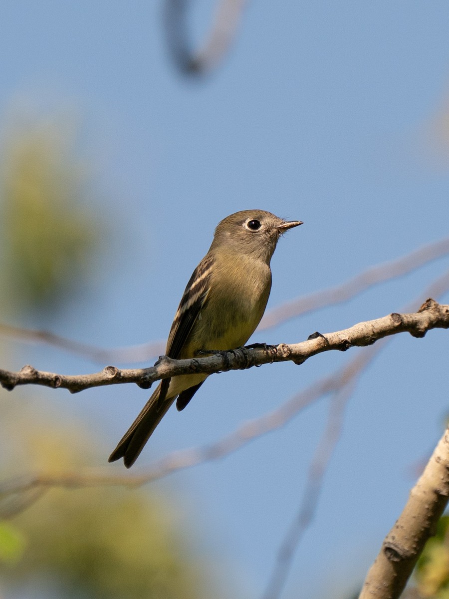 Hammond's Flycatcher - ML642002286