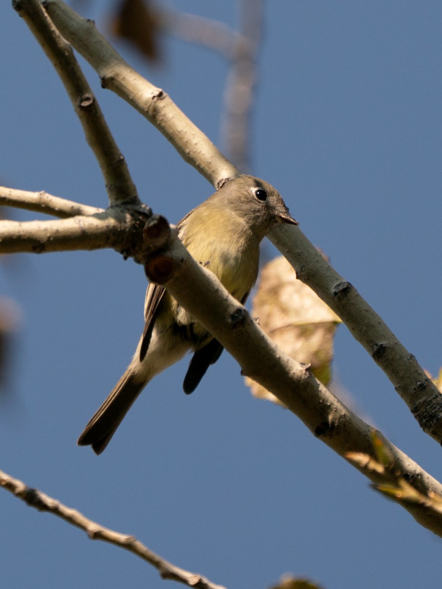 Hammond's Flycatcher - ML642002287
