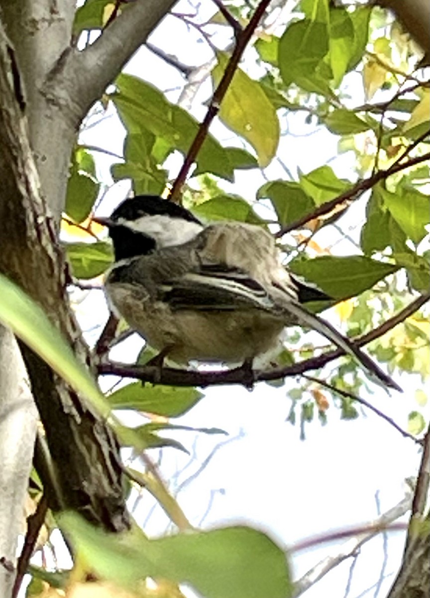 Black-capped Chickadee - ML642002288