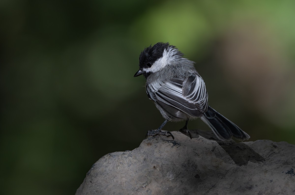 Black-capped Chickadee - ML642002292