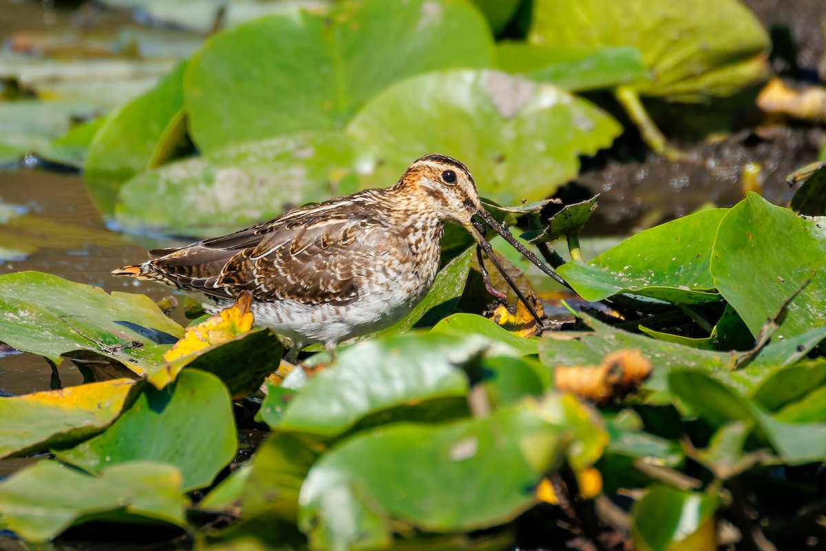 Wilson's Snipe - ML642002304