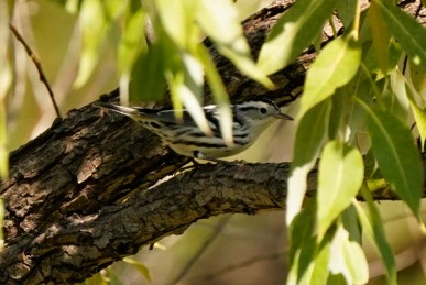 Black-and-white Warbler - ML642002313