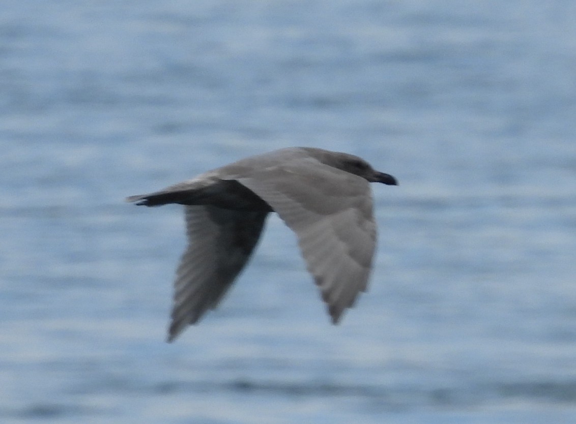 Glaucous-winged Gull - ML642002332