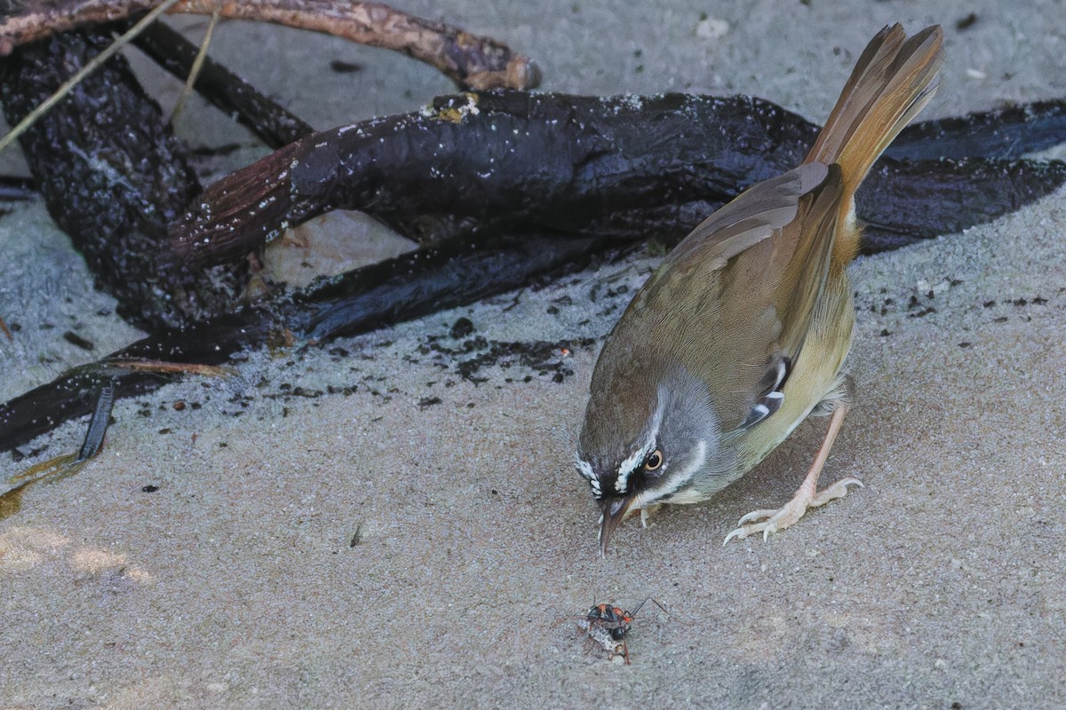 White-browed Scrubwren - ML642002345
