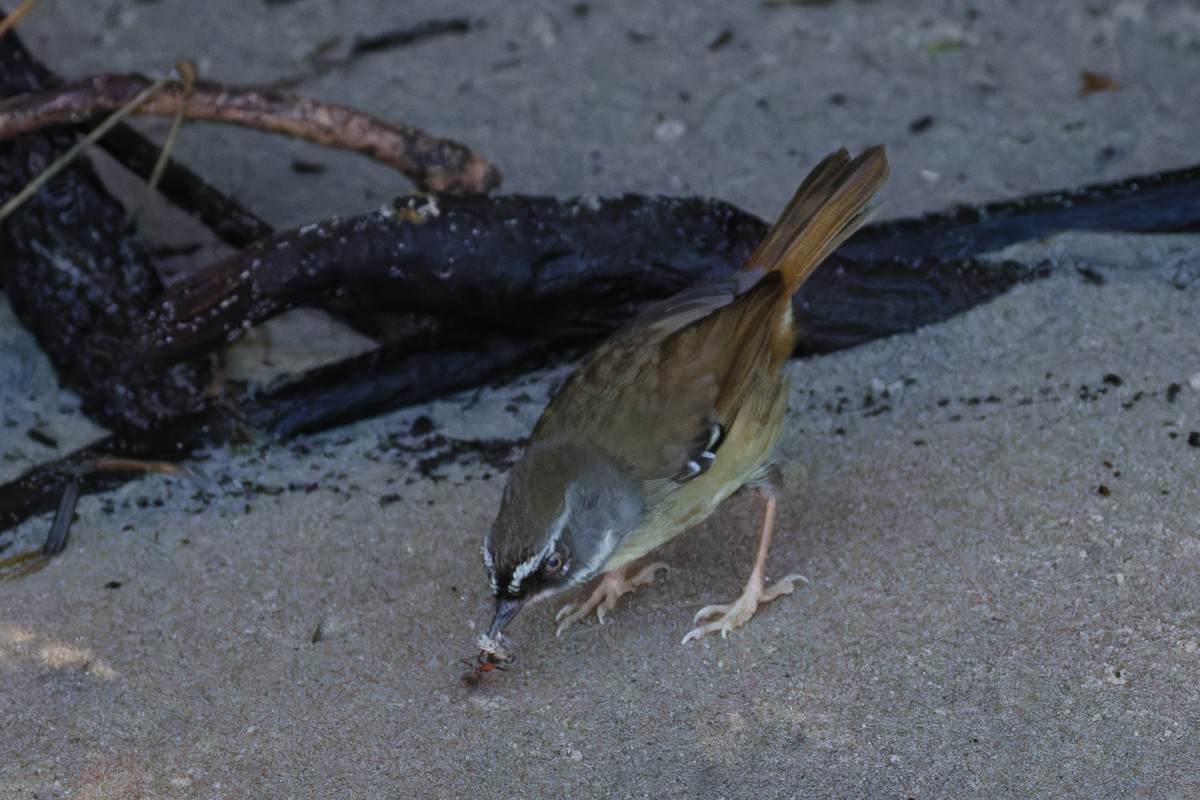 White-browed Scrubwren - ML642002346