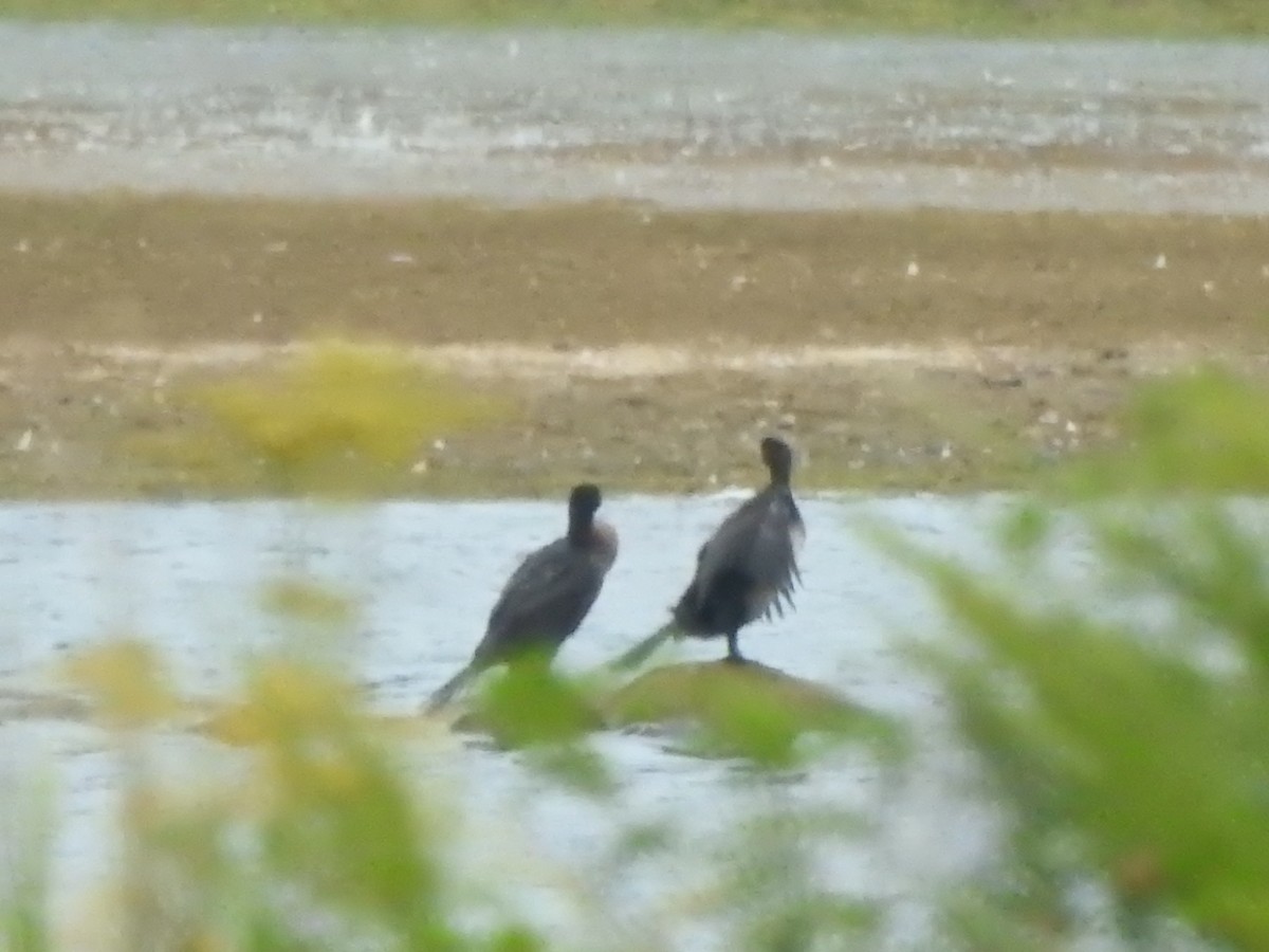 Double-crested Cormorant - ML642002347