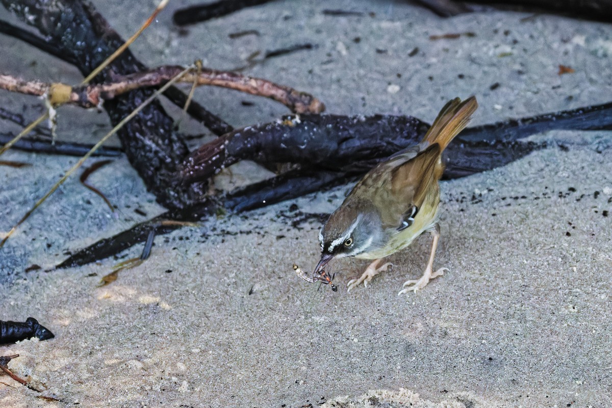 White-browed Scrubwren - ML642002351