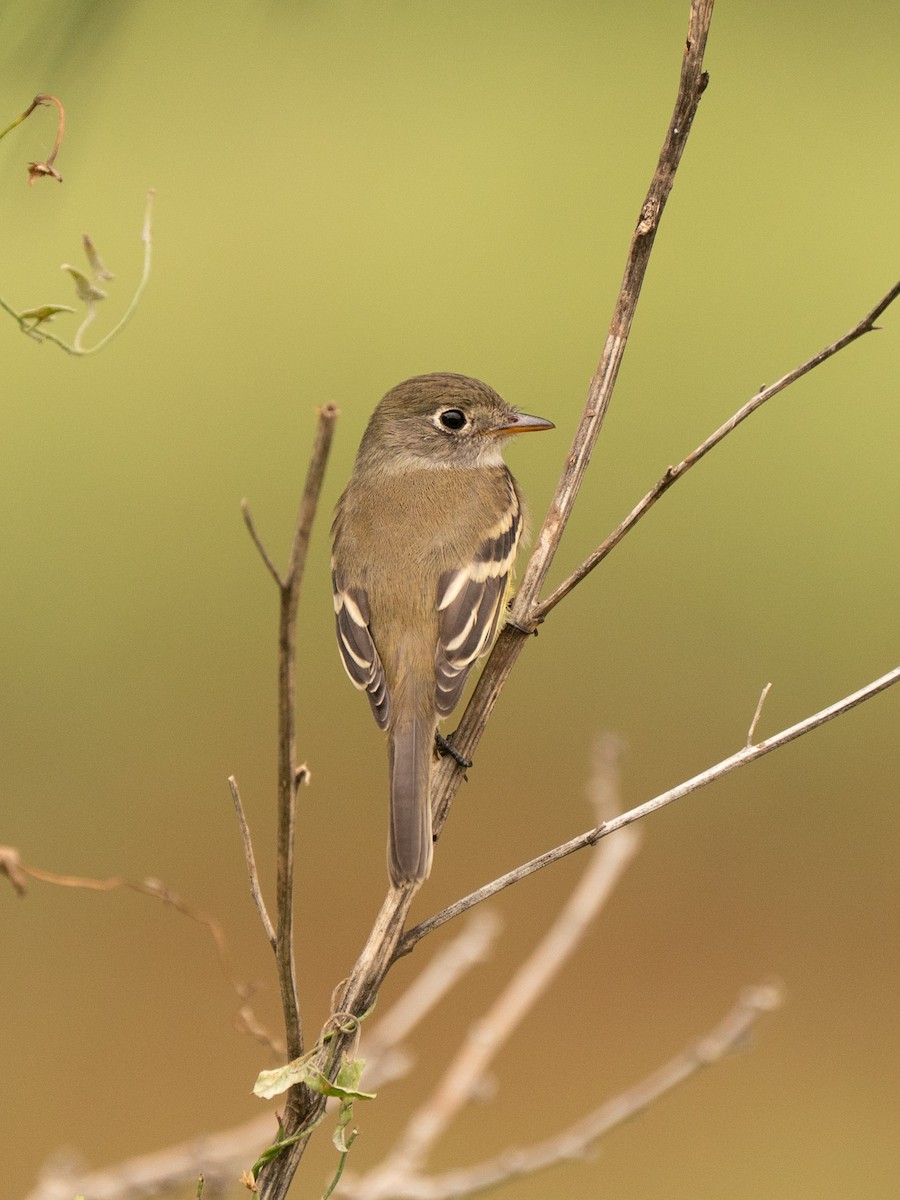 Empidonax sp. - ML642002353