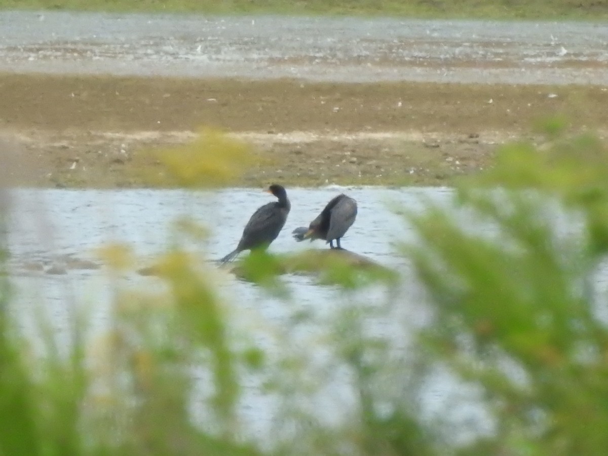 Double-crested Cormorant - ML642002357