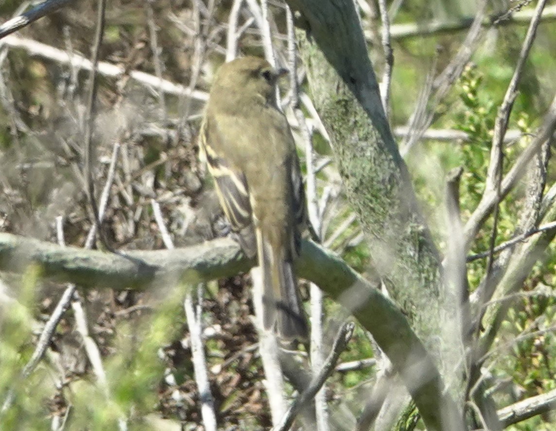 Western Flycatcher (Pacific-slope) - ML642002358