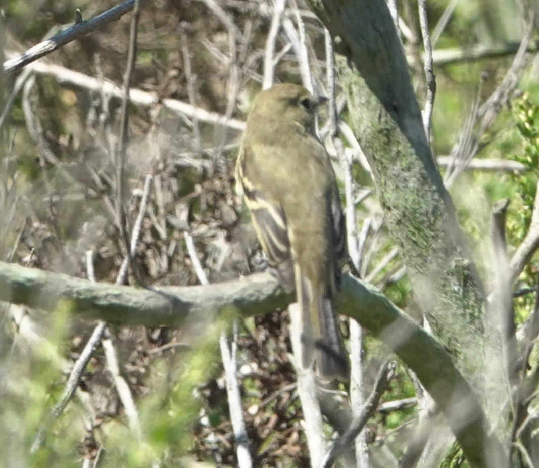 Western Flycatcher (Pacific-slope) - ML642002359