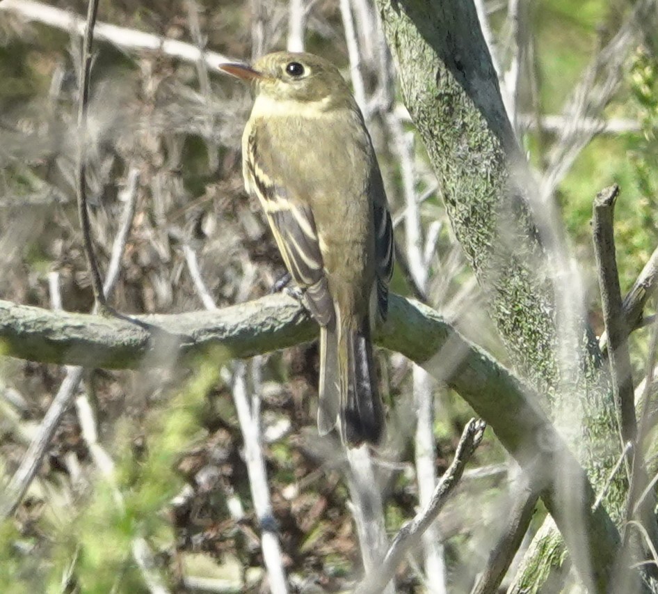 Western Flycatcher (Pacific-slope) - ML642002360