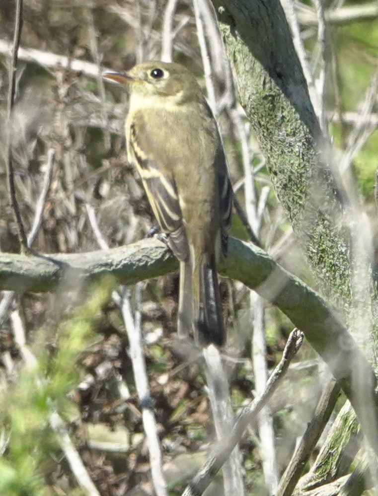 Western Flycatcher (Pacific-slope) - ML642002361